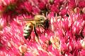 Diese roten Pflanzen werden wie verrückt von den Bienen und Hummeln besucht.